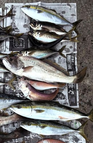 オオニベの釣果