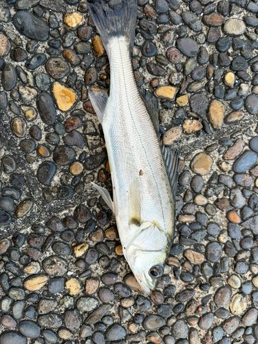 セイゴ（マルスズキ）の釣果