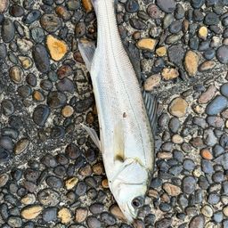 セイゴ（マルスズキ）