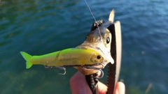 セイゴ（ヒラスズキ）の釣果