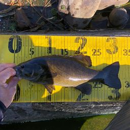 スモールマウスバス