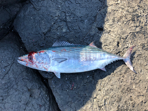 ハガツオの釣果