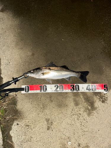 フッコ（マルスズキ）の釣果