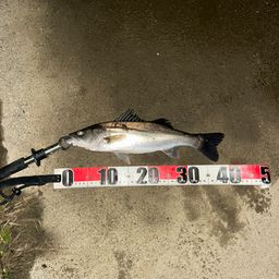 フッコ（マルスズキ）