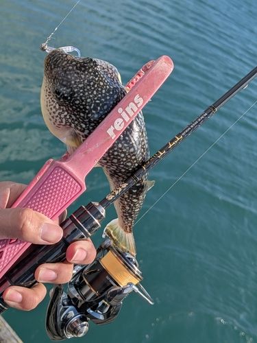 クサフグの釣果