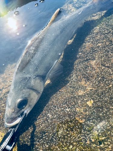 ヒラスズキの釣果