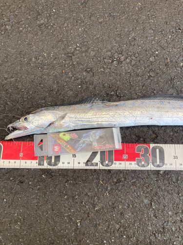 タチウオの釣果