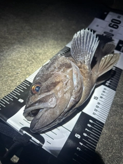 クロソイの釣果