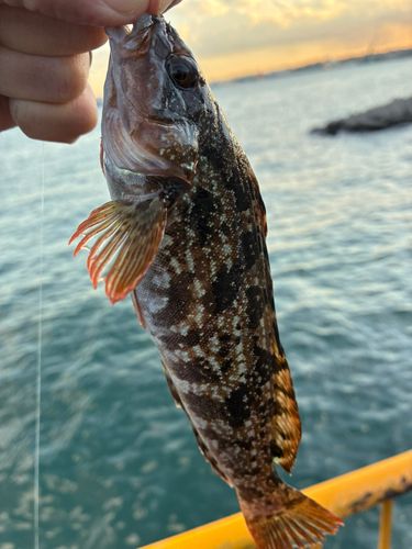 磯子海づり施設