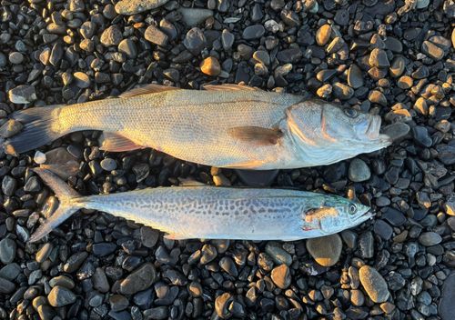 大浜海岸（静岡）