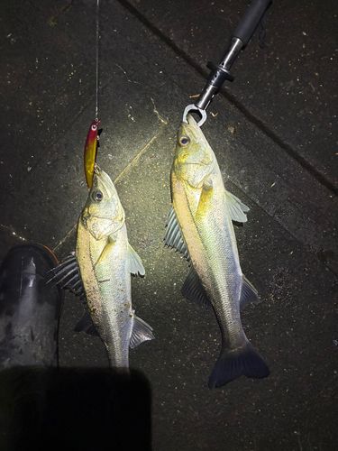 シーバスの釣果