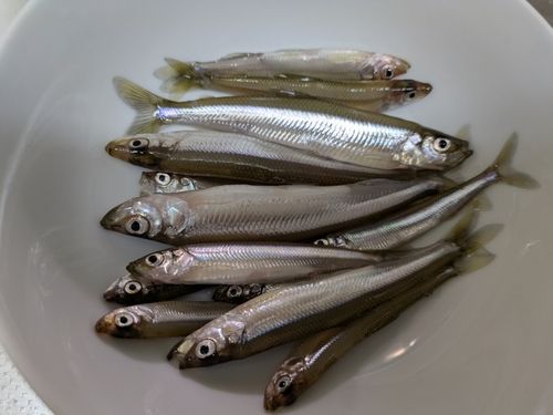 ワカサギの釣果