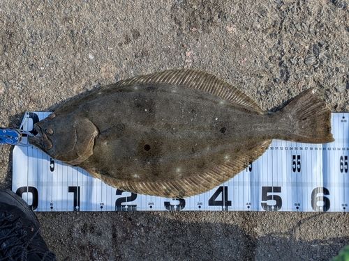 ヒラメの釣果