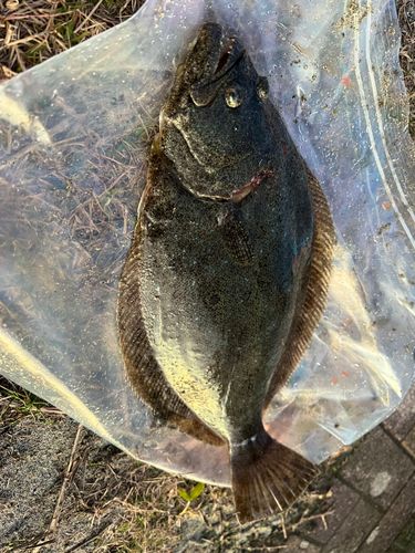 ヒラメの釣果