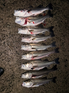 シーバスの釣果