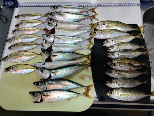 アジの釣果