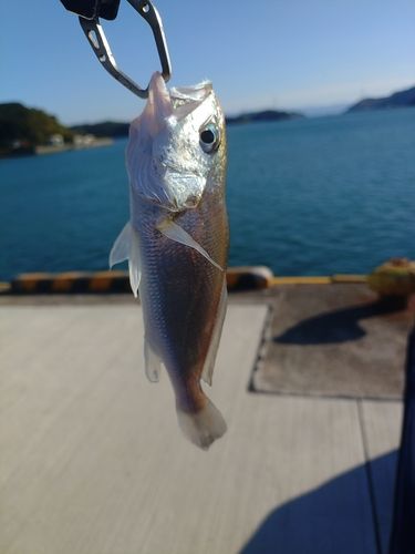 シログチの釣果