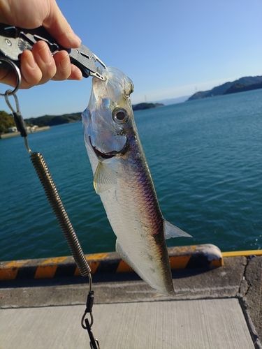 ターポンの釣果