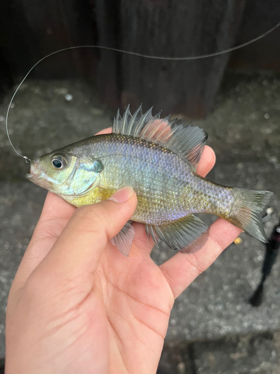 ブルーギル