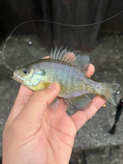 ブルーギルの釣果