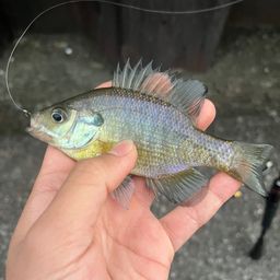 ブルーギル
