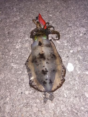 アオリイカの釣果