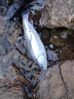 ホウライマスの釣果