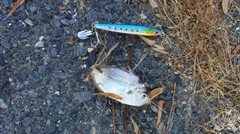 ヒイラギの釣果