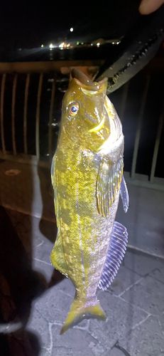 アイナメの釣果