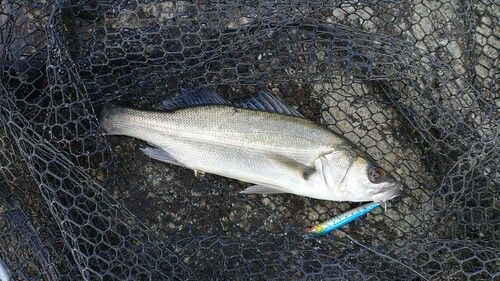 セイゴ（マルスズキ）の釣果