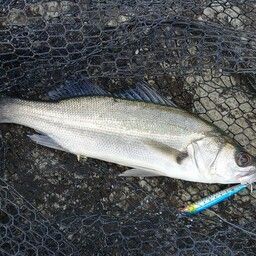 セイゴ（マルスズキ）