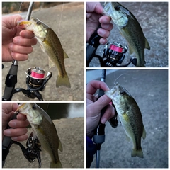 ブラックバスの釣果