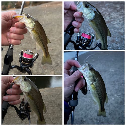 ブラックバスの釣果