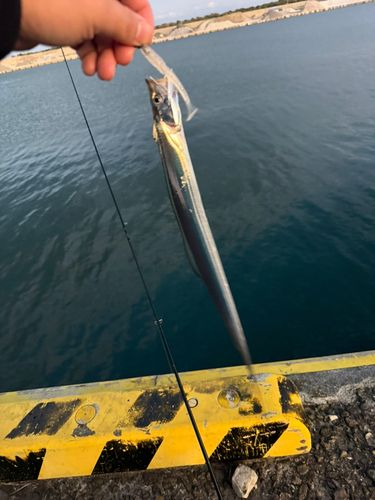 タチウオの釣果