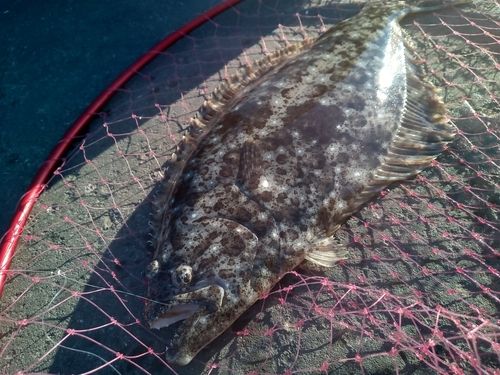 ヒラメの釣果