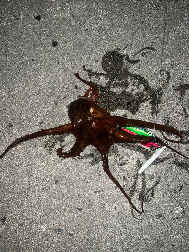タコの釣果