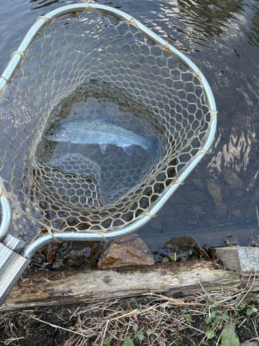 ニジマスの釣果