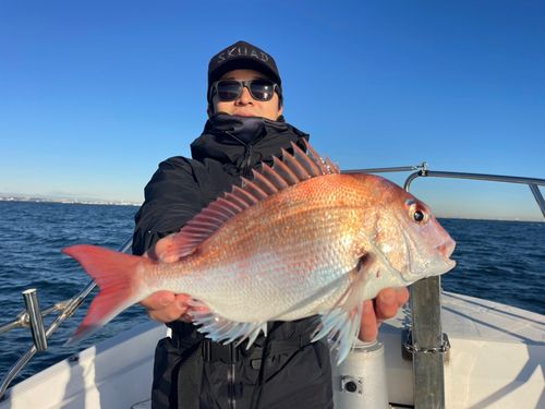 マダイの釣果