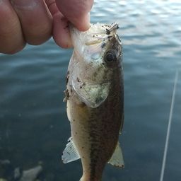 ラージマウスバス