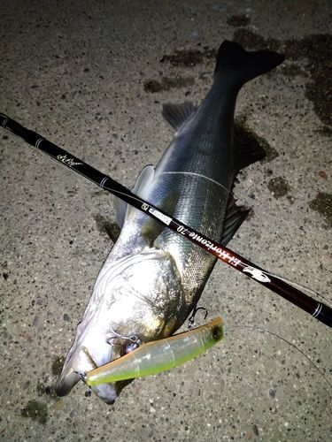 シーバスの釣果