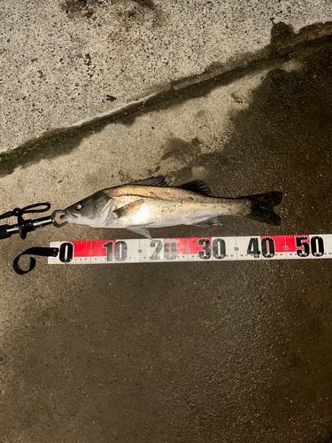 フッコ（マルスズキ）の釣果