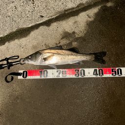 フッコ（マルスズキ）