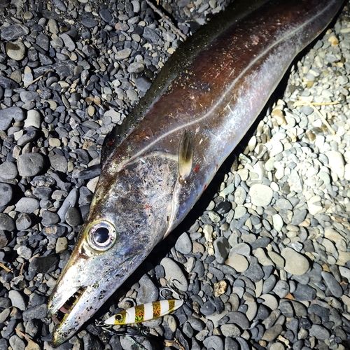 タチウオの釣果