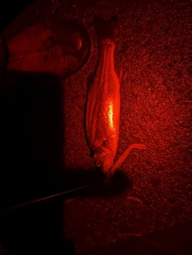 セイゴ（タイリクスズキ）の釣果