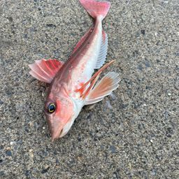 オニカナガシラ