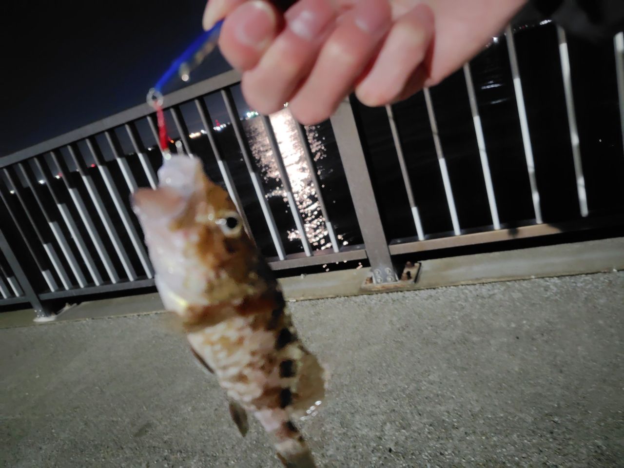 タケノコメバル