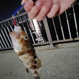 タケノコメバル