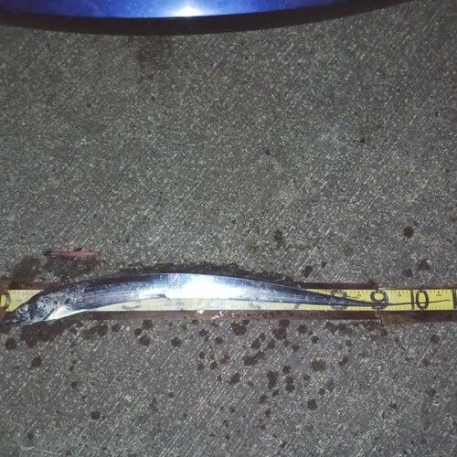 タチウオの釣果