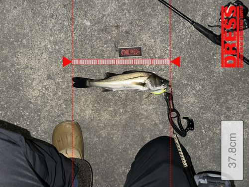 シーバスの釣果