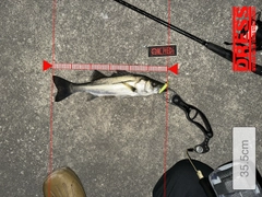 シーバスの釣果